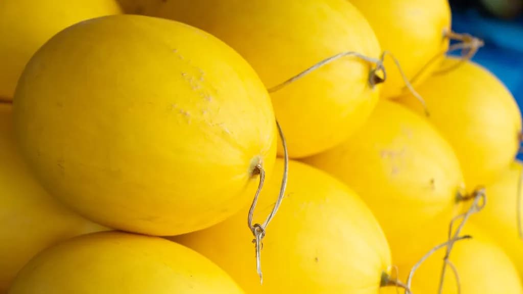 Canary Melon
