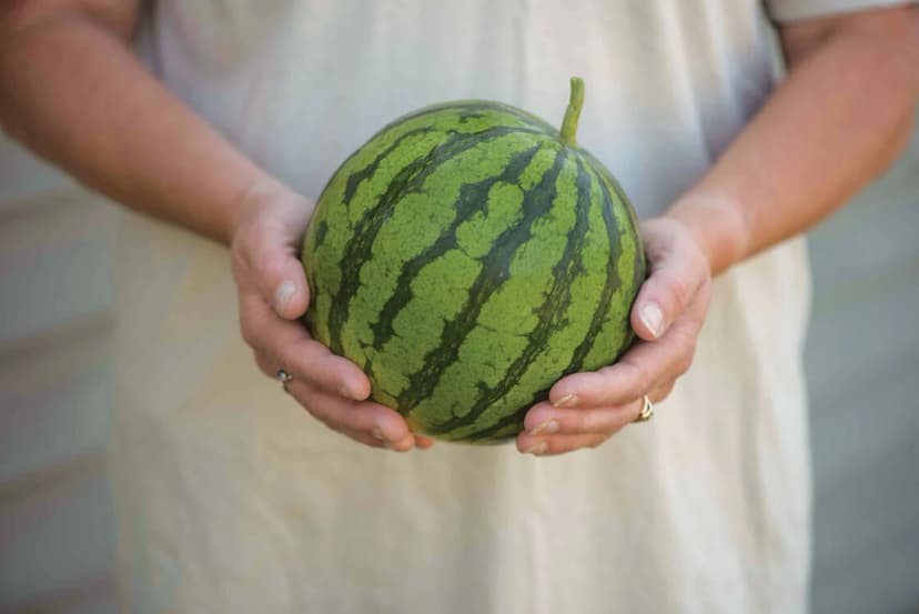 Person weighing a watermelon to check ripeness