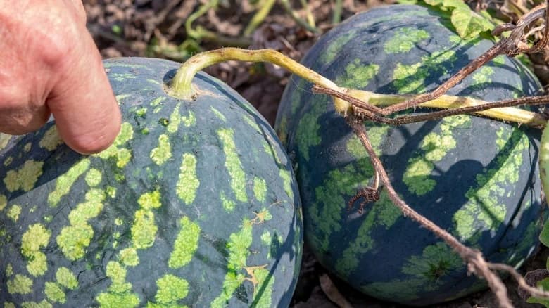 Person performing tap test on watermelon to check ripeness