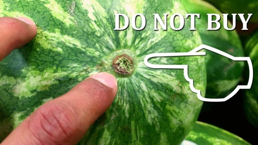 Close-up of watermelon stem showing ripeness indicators