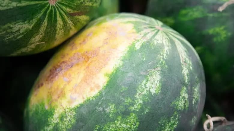 Yellow bottom spot on ripe watermelon