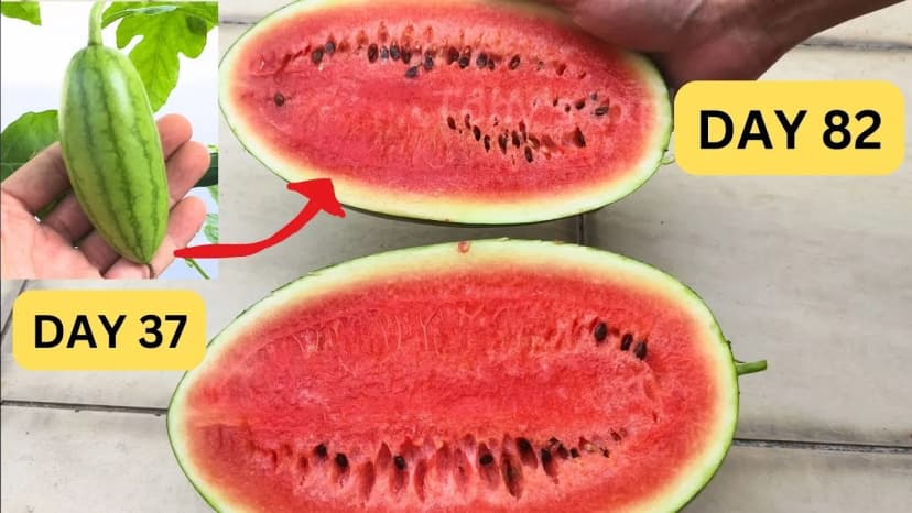 Calendar showing watermelon growing timeline
