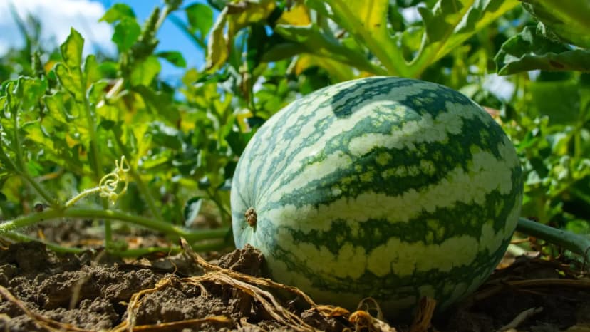 Testing watermelon skin firmness